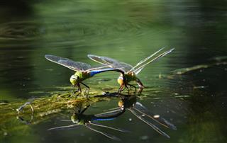 The Passion Of Dragonflies