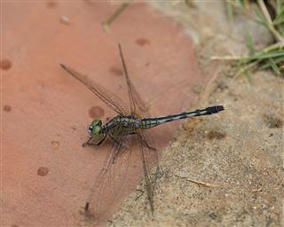 Black Tipped Ground Skimmer Dragonfly