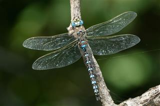 Variable Darner Dragonfly