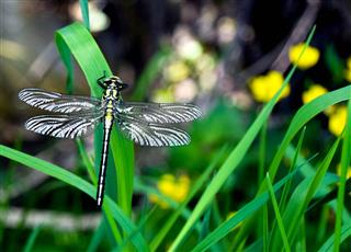 Insect Dragonfly