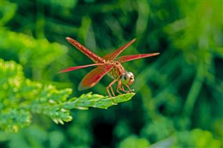 Black Tailed Skimmer Dragonfly