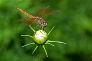Dragonfly Sitting On Flower Closeup