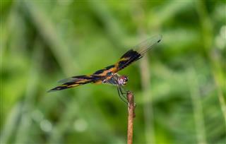 Orange And Yellow Winged Dragonfly