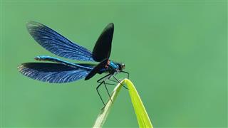 Opend Blue Winged Demoiselle Dragonfly