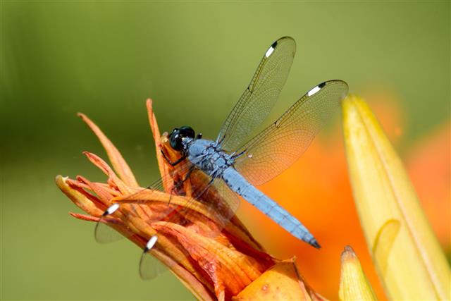 Blue Dragonfly Perched On Orange Daylilies