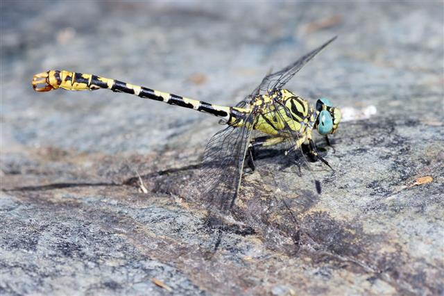 Tiger Dragonfly