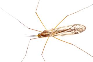 Insect Crane Fly