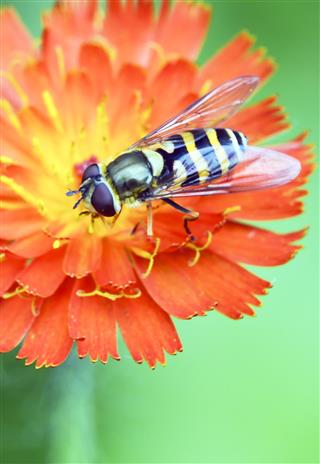 American Hoverfly