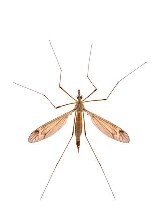 Marsh Crane Fly With White Background