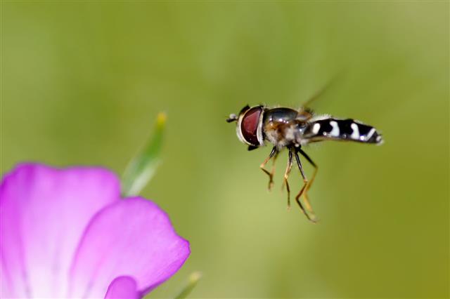 Hoverfly At The Fly