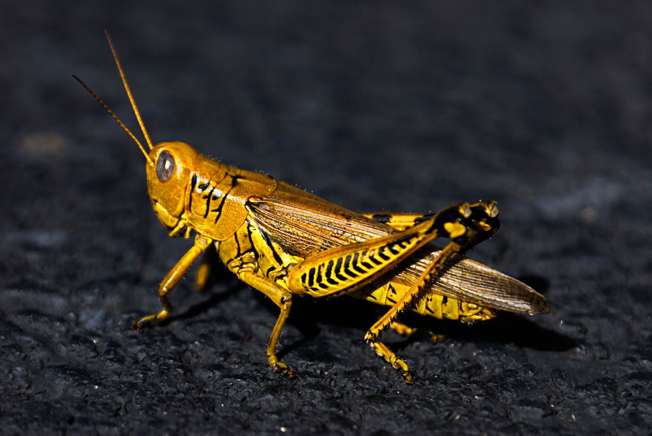 What is the Habitat of a Locust