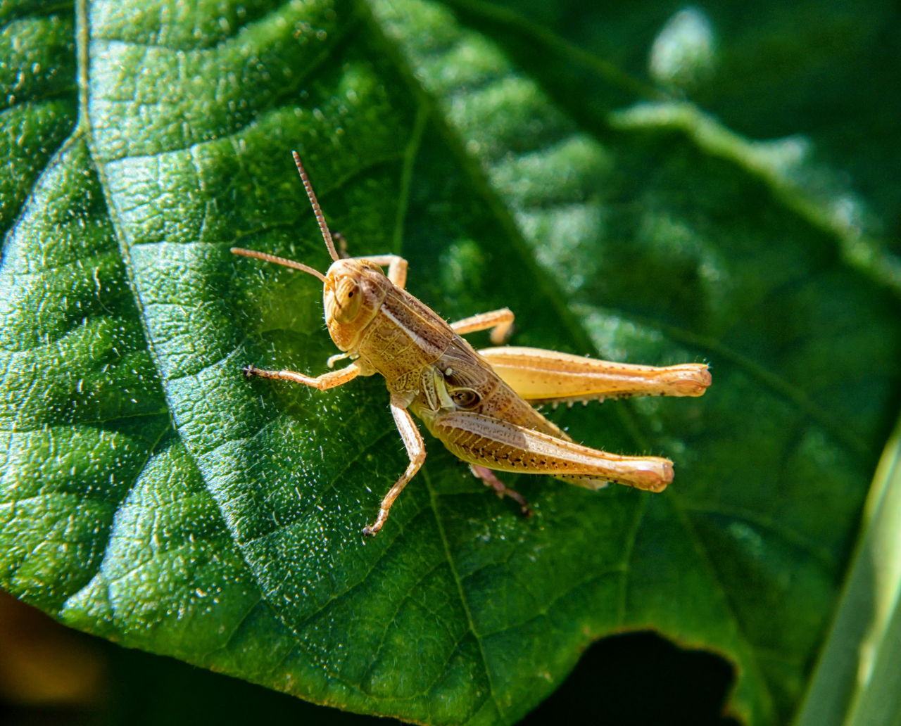 Facts about Grasshoppers