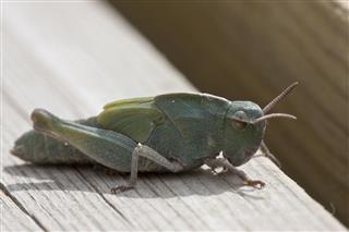 Grasshopper On The Deck