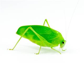 Green Grasshopper Close Up
