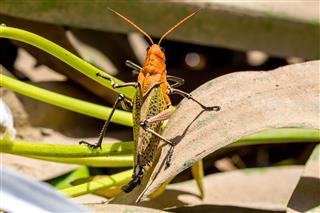 Large Grasshopper With Orange Head