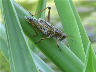 Grasshopper In Lily Grass