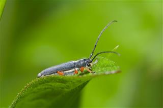 Grasshopper On A Leaf