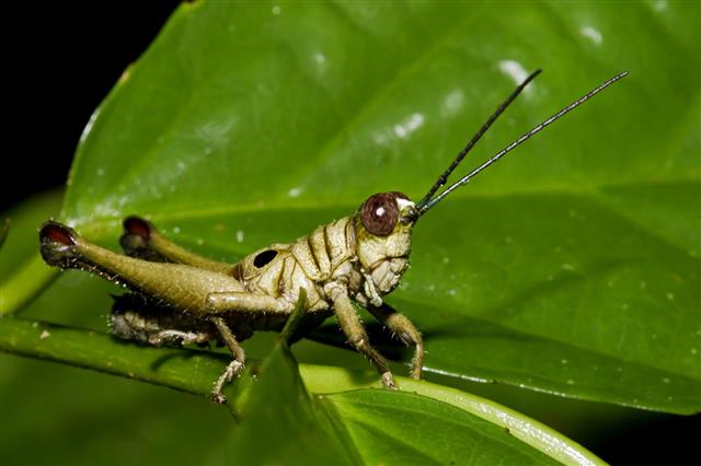 Grasshopper From Ecuador