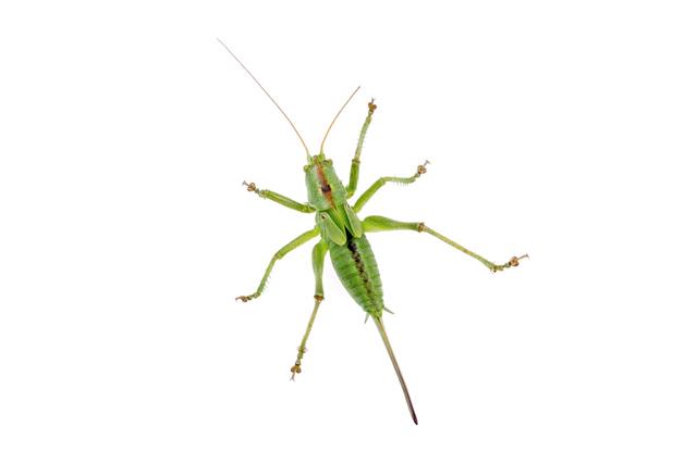 Green Grasshopper On A White Background
