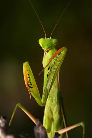 Portrait Of Praying Mantis