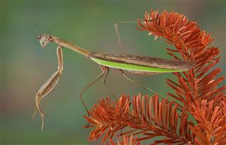 Mantis On Dying Evergreen
