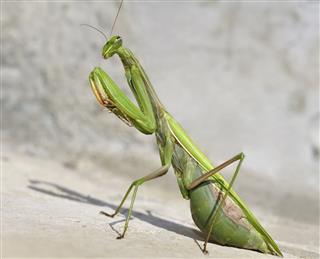 Curious Praying Mantis