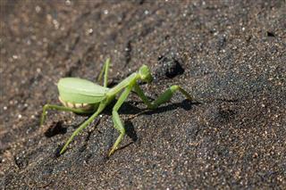 Praying Mantis On Volcanic Sand
