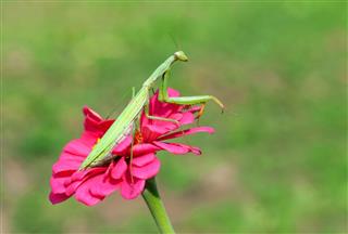 Praying Mantis On A Flower
