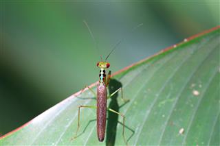 Beautiful Praying Mantis