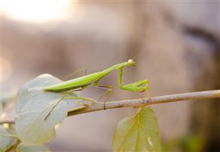 Mantis On Branch