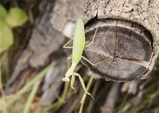 Mantis On A Log Acacia