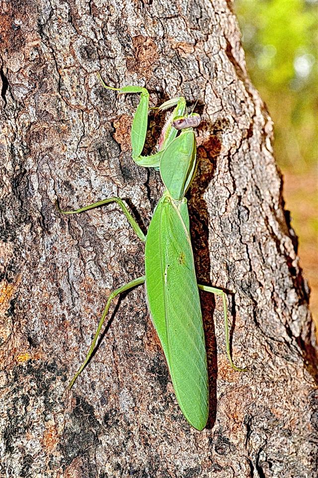 Green Praying Mantis On Tree Bark