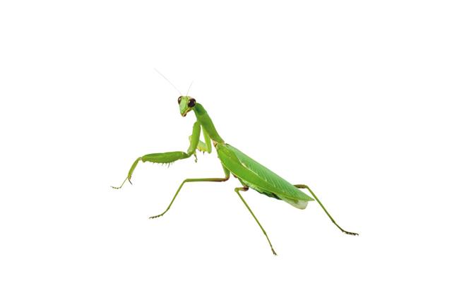 Green Praying Mantis Insect