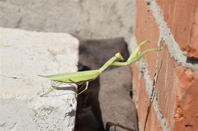 Mantis Climbing On A Brick Wall