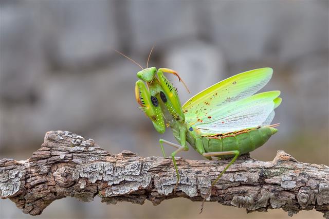 Praying Mantis On Branch