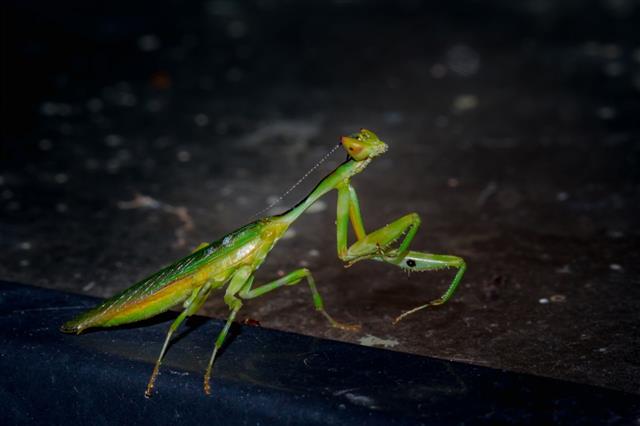 Green Praying Mantis South Africa