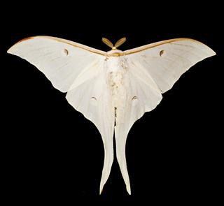 Ghostly Silk Moth