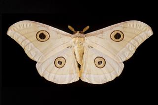 Giant Pale Moth On Black Background