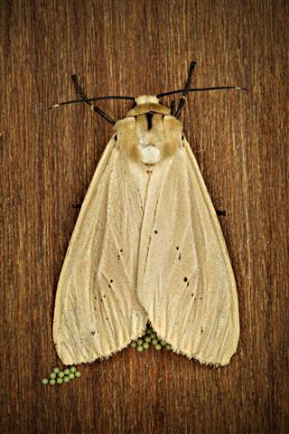 Moth Laying Eggs On Wood