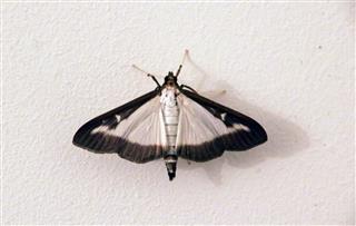 Moth In Close Up
