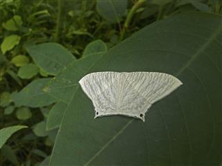 Black Striped White Moth