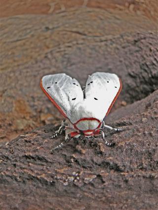 Moth With Red Outline Black Dots