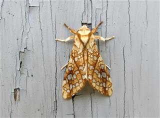 Brown And White Moth