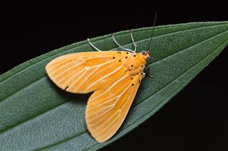 Asota Egens Moth On Green Leaf
