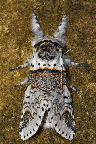 Sallow Kitten Moth Front Legs Outstretched