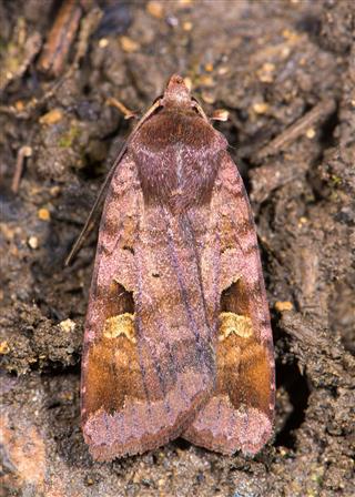 Purple Clay Moth