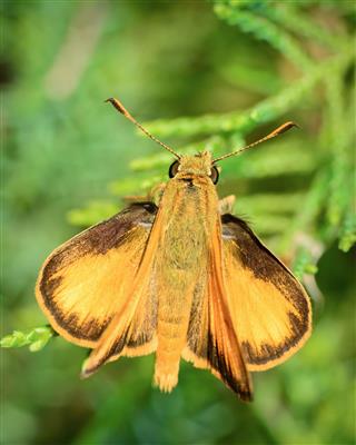 Macro Insect Pecks Skipper Moth