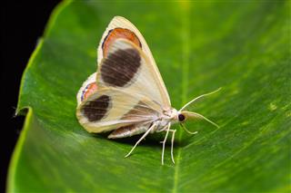 Plutodes Flavescens Moth