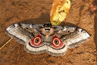 Speckled African Emperor Moth