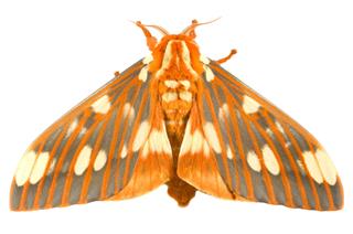 Regal Moth Citheronia Regalis